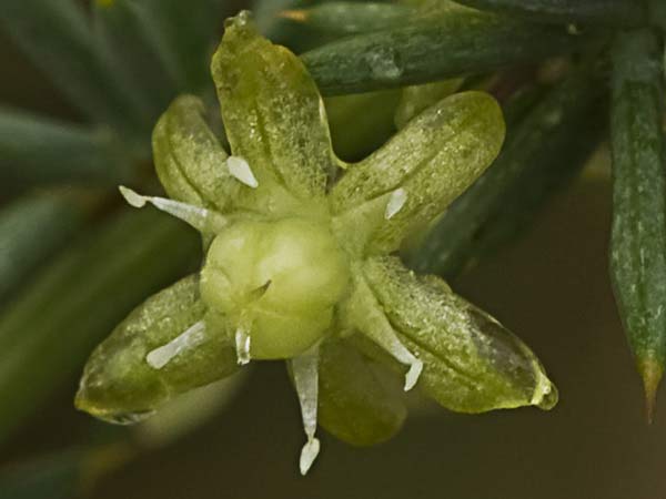 Flor de esparraguera (Asparagus acutifolius)