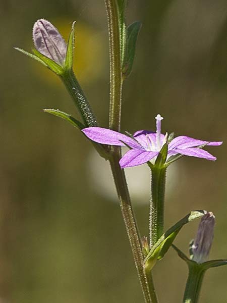 Legousia scabra