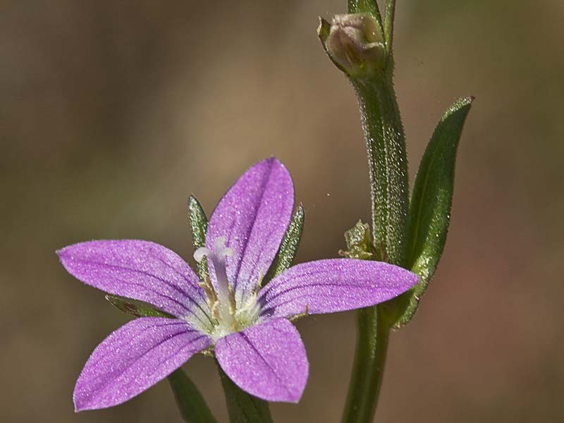 Legousia scabra
