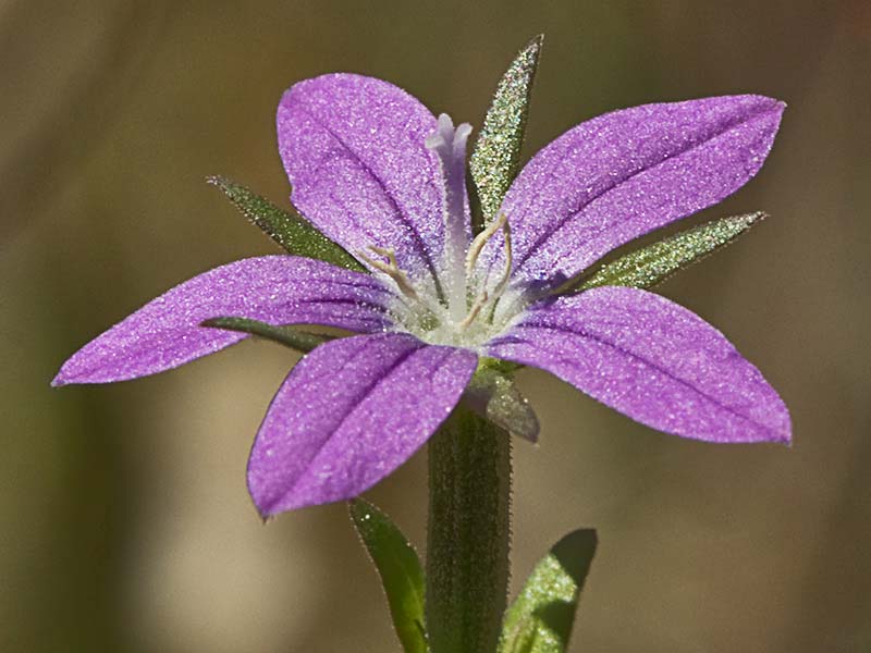 Legousia scabra