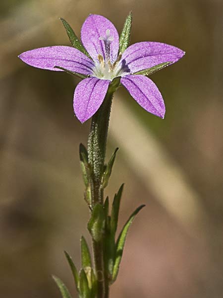 Legousia scabra