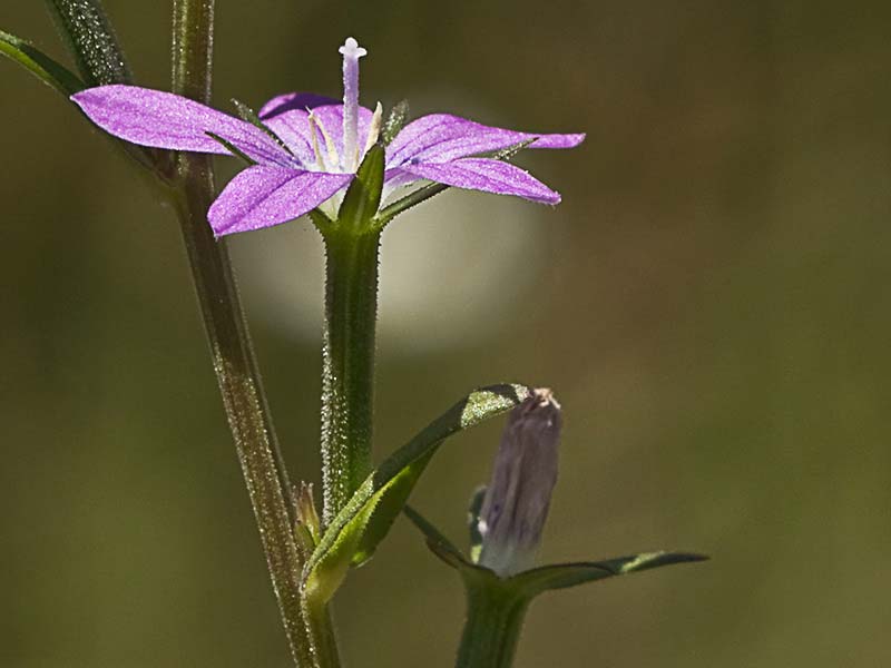 Legousia scabra