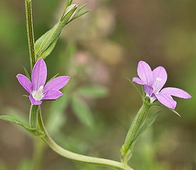 Legousia scabra