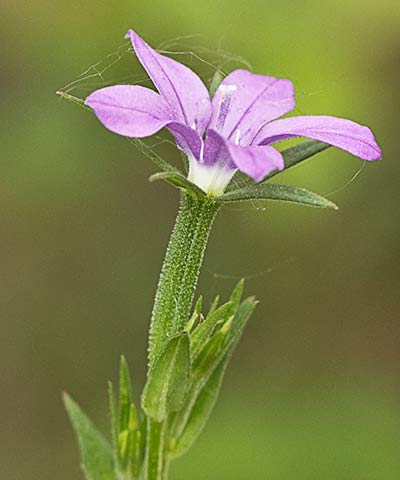 Legousia scabra