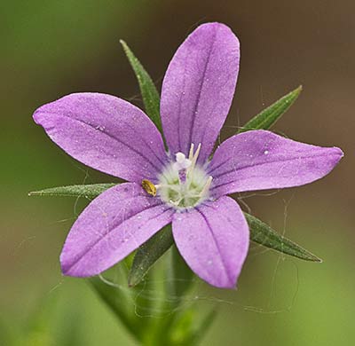 Legousia scabra