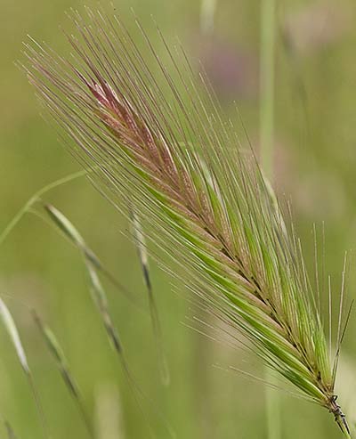 Espiguilla, cebadilla (Hordeum murinum)