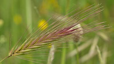 Espiguilla, cebadilla (Hordeum murinum)