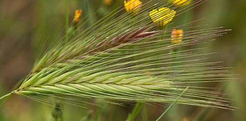 Espiguilla, cebadilla (Hordeum murinum)