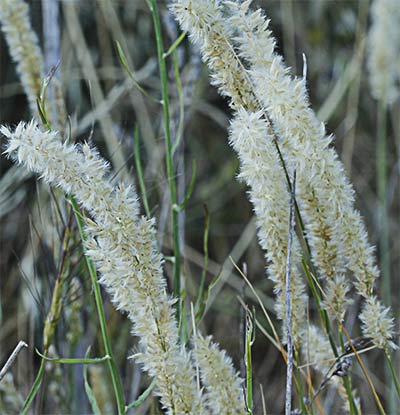 Espiguilla de seda (Melica ciliata)