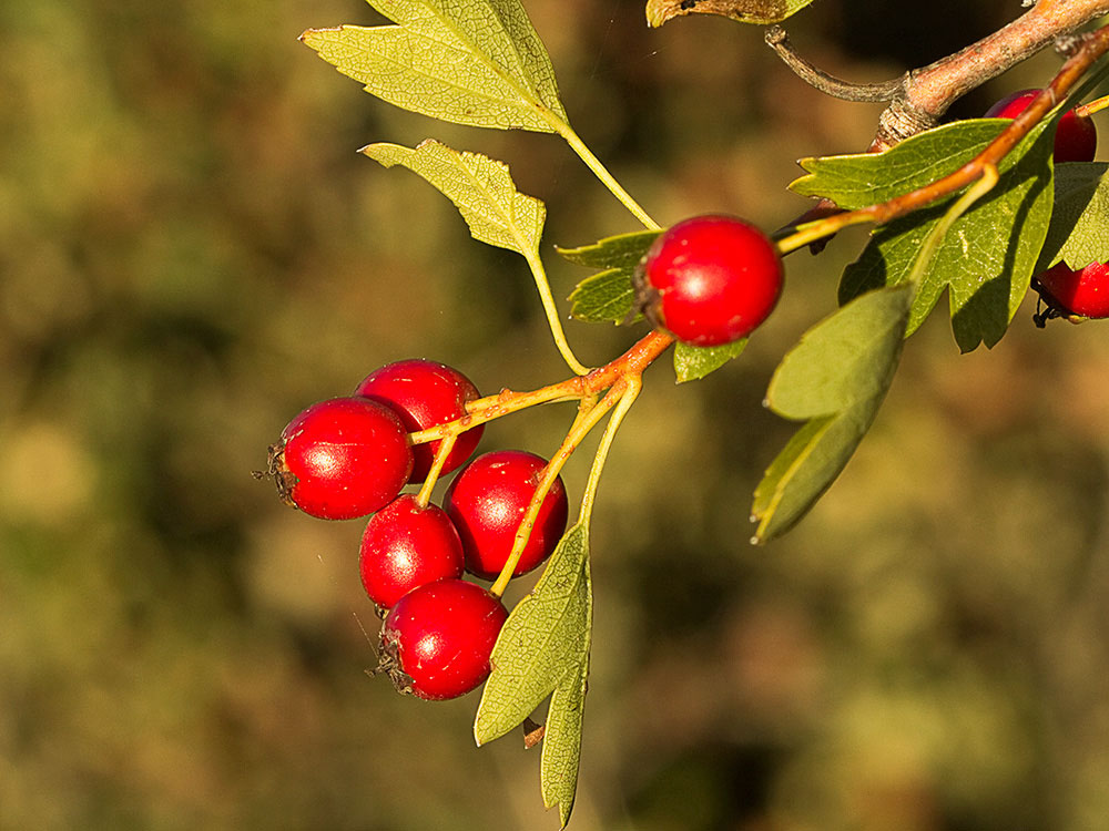 Frutos del espino blanco