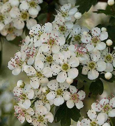 Flores del espino