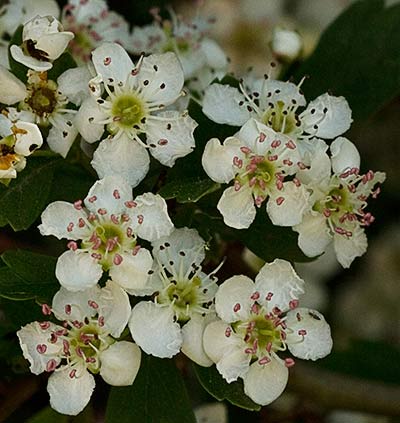 Flor del espino
