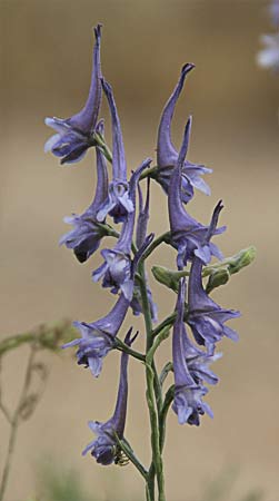 Flores de la espuela (Delphinium gracile)
