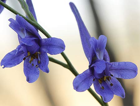 Flores de los piecicos azules (Delphinium halteratum)