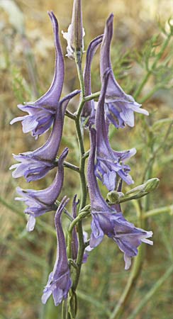 Espuelas de caballero (Delphinium gracile)