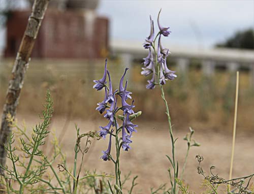 Plantas de la espuela (Delphinium gracile)