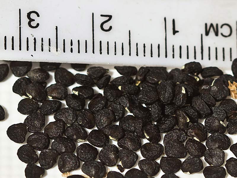Semillas del Estramonio (Datura stramonio)