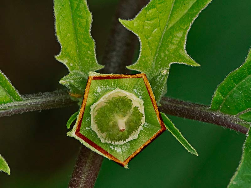 Base del cáliz del Estramonio (Datura stramonium) formando un pentágono
