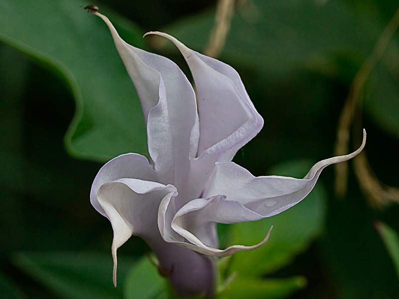 Flor del Estramonio (Datura stramonium) formando un pentágono