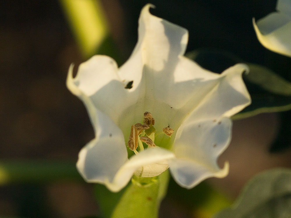 Corola, estambres y estigma del Estramonio (Datura stramonio)