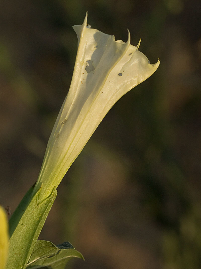 Flor del Estramonio (Datura stramonio)