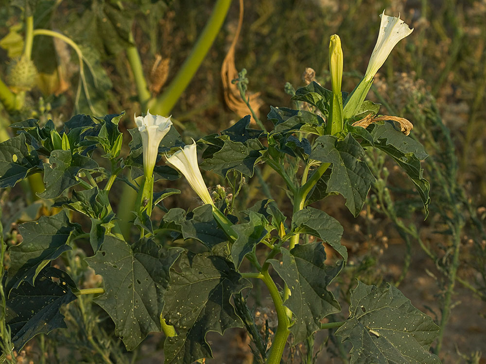 Mata del Estramonio (Datura stramonio)