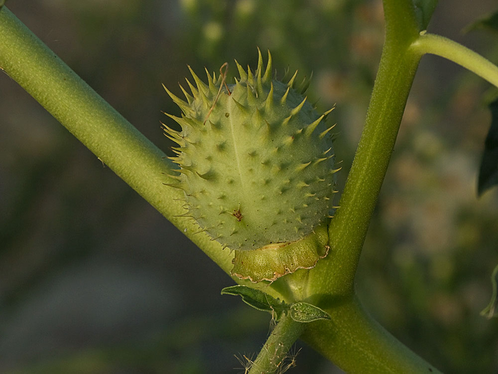 Fruto en cápsula del Estramonio (Datura stramonio)