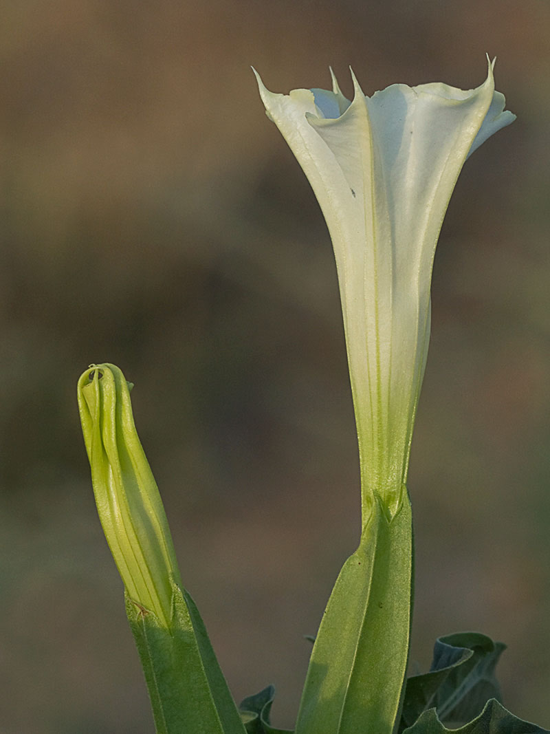 Flor del Estramonio (Datura stramonio)