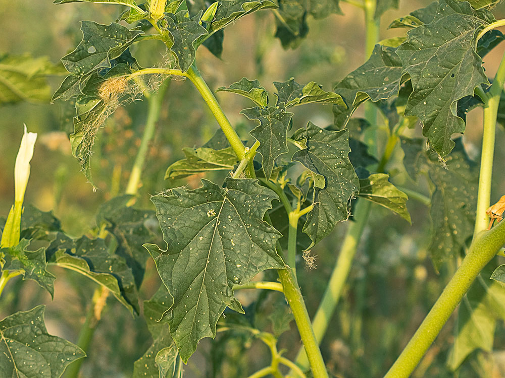 Mata del Estramonio (Datura stramonio)