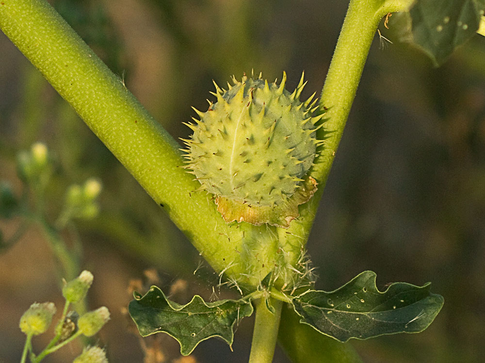 Cápsula del Estramonio (Datura stramonio)