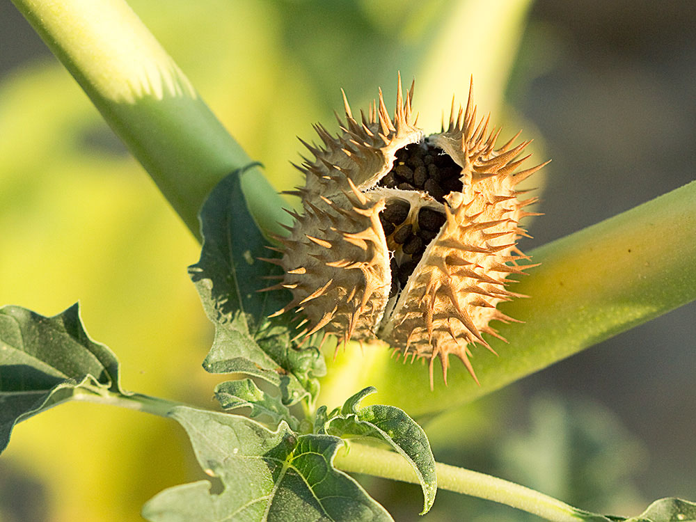 Semillas del Estramonio (Datura stramonio)