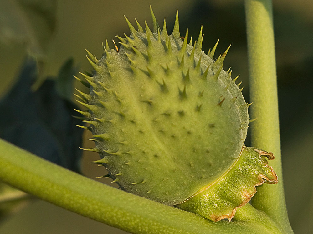 Fruto del Estramonio (Datura stramonio)