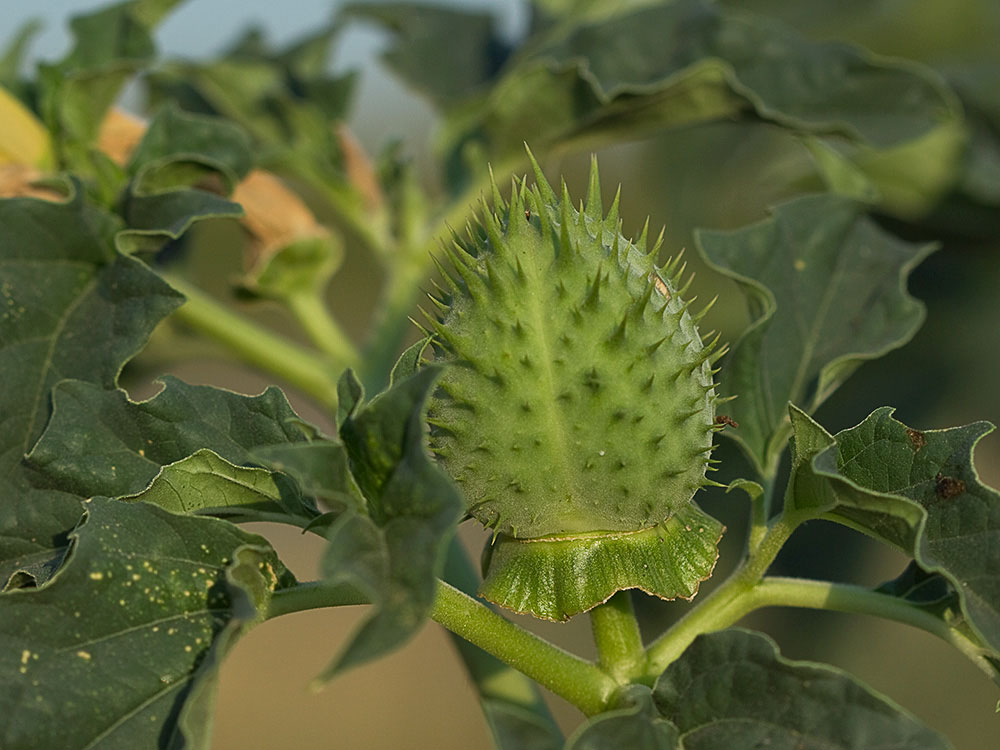 Fruto cápsula del Estramonio (Datura stramonio)