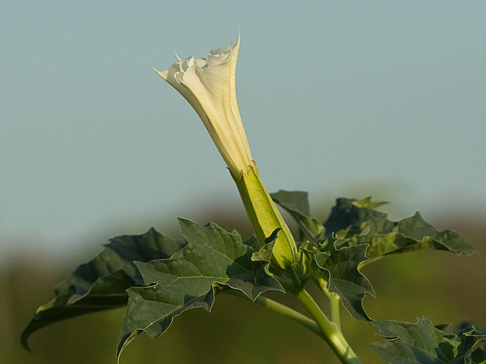 Flor del Estramonio (Datura stramonio)