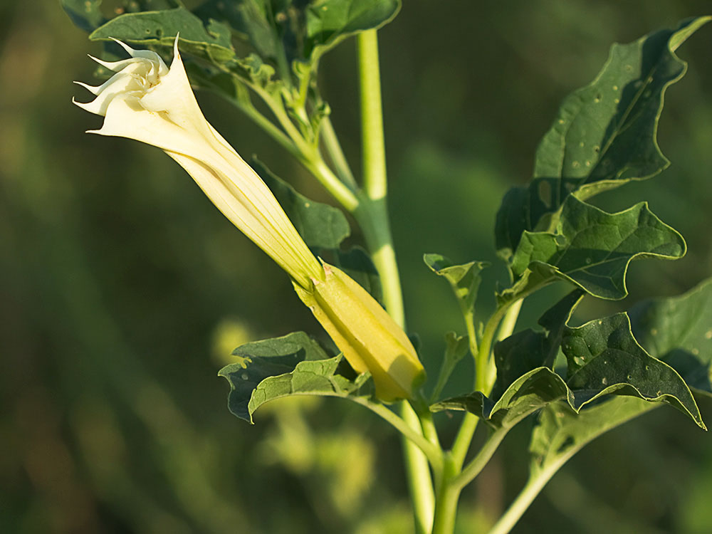 Flor y hojas del Estramonio (Datura stramonio)