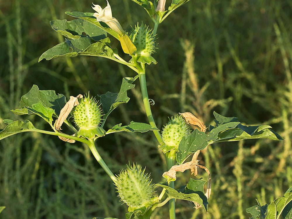Frutos del Estramonio (Datura stramonio)