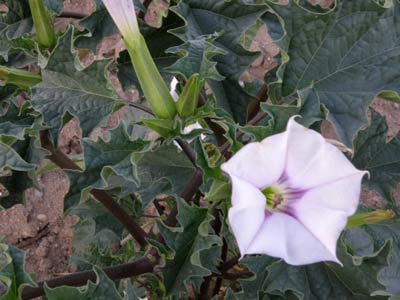 Mata de estramonio