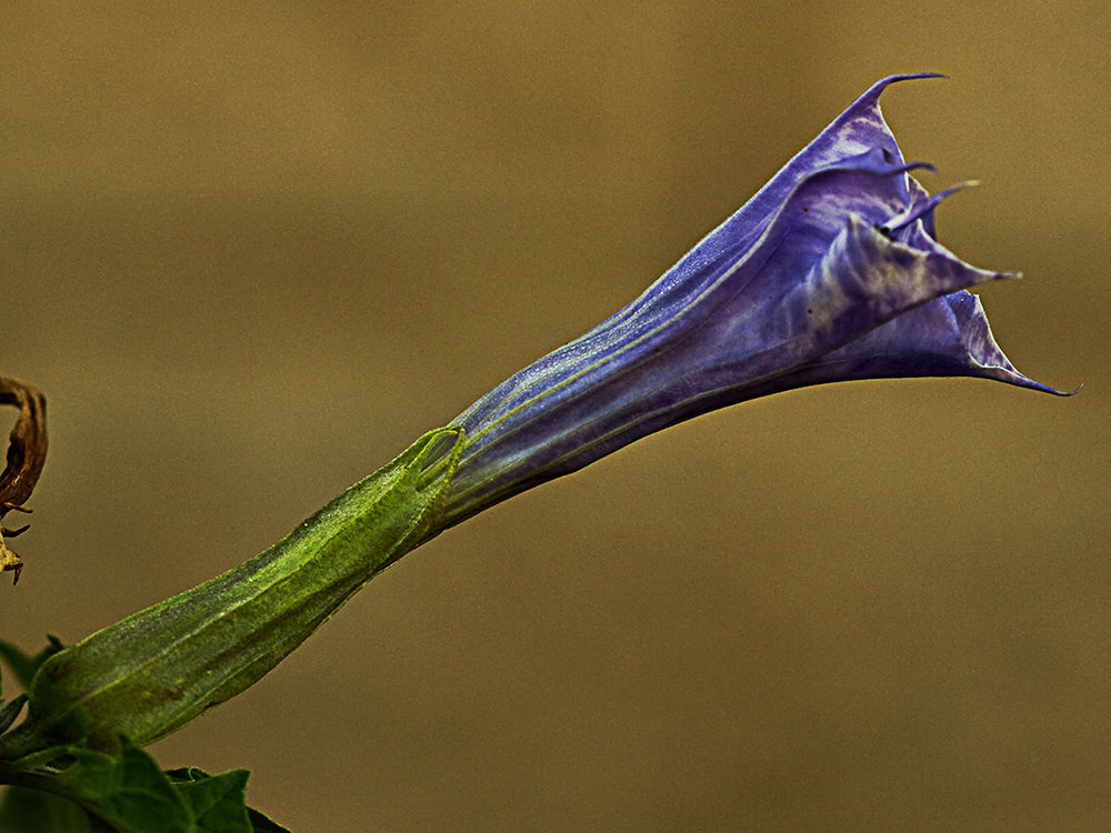 Flor del Estramonio (Datura stramonio)