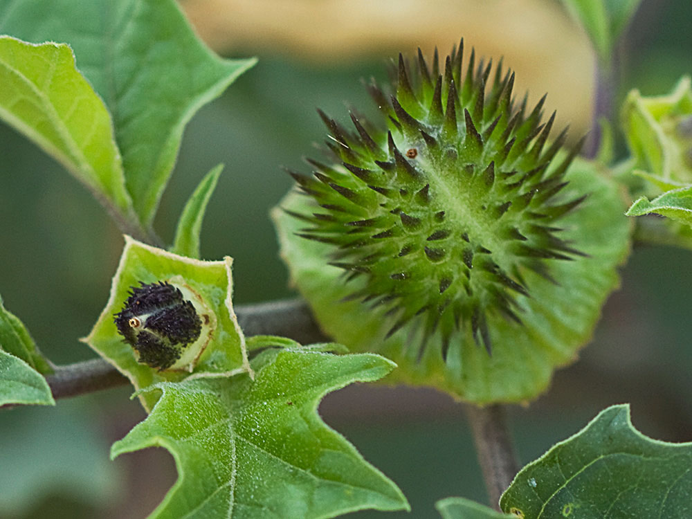 Frutos inmaduros del Estramonio (Datura stramonio)