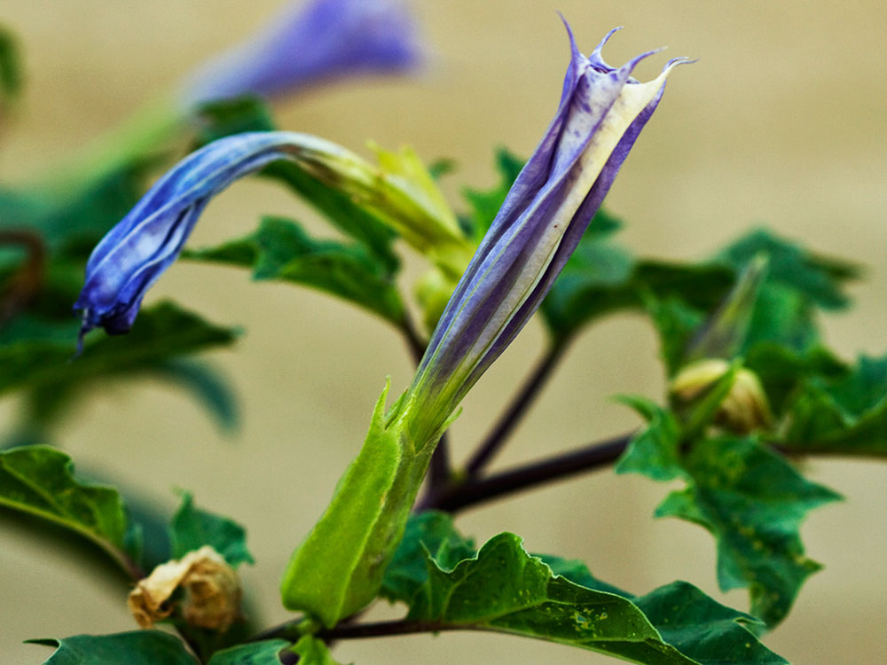 Flor del Estramonio (Datura stramonio)