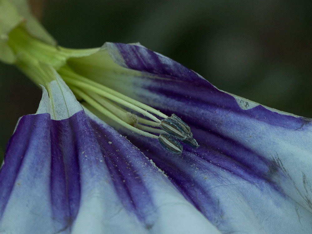 Estambres y pistilo del Estramonio (Datura stramonio)