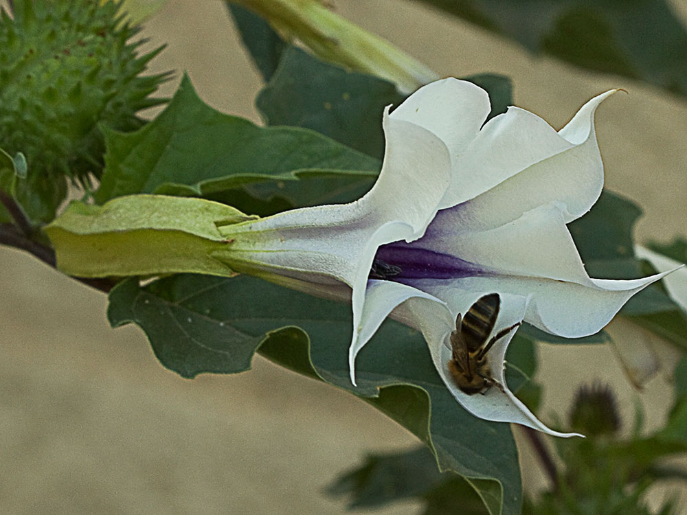 Flor del Estramonio (Datura stramonio)
