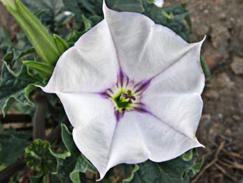 Flor de estramonio