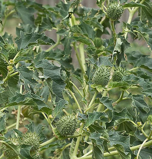 Estramonio (Datura stramonio)