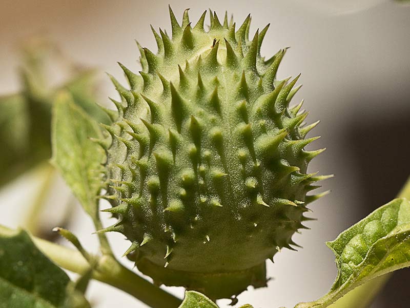 Estramonio (Datura stramonio)