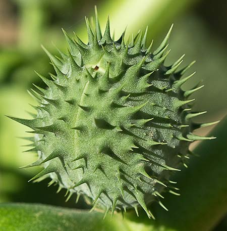 Fruto en cápsula de estramonio