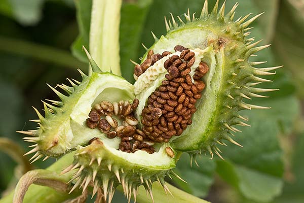Estramonio (Datura stramonium)