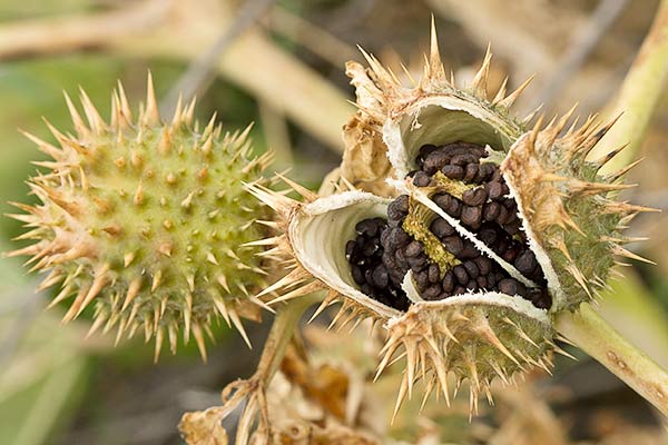 Semillas del Estramonio (Datura stramonium)