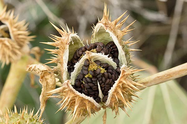 Semillas del Estramonio (Datura stramonium)