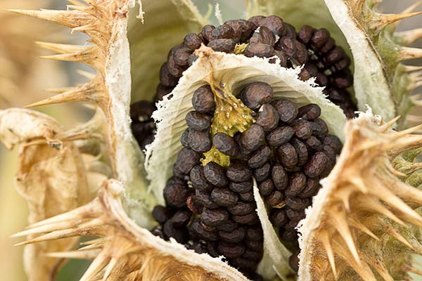 Semillas del Estramonio (Datura stramonium)
